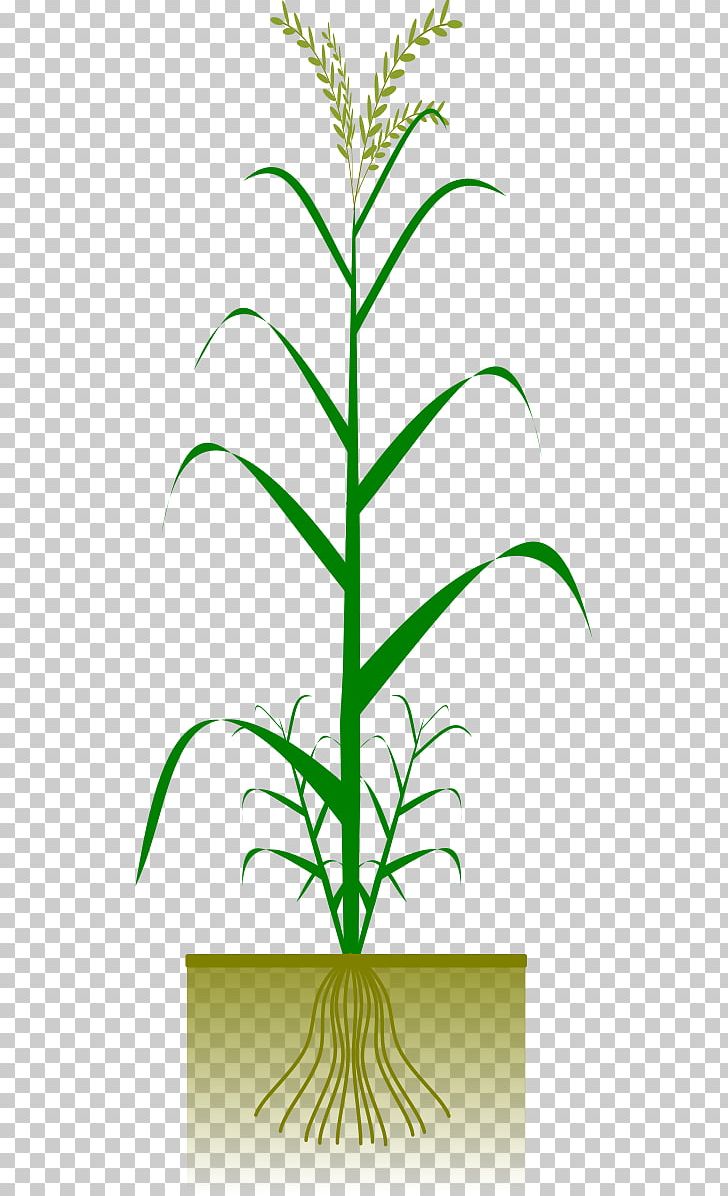Maize Plant Cereal PNG, Clipart, Branch, Cereal, Cereal Pictures, Clip Art, Corncob Free PNG Download
