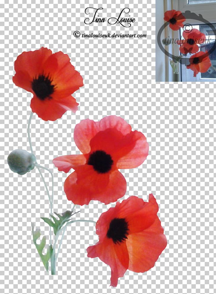 Petal PNG, Clipart, Coquelicot, Flower, Flowering Plant, Miscellaneous, Others Free PNG Download