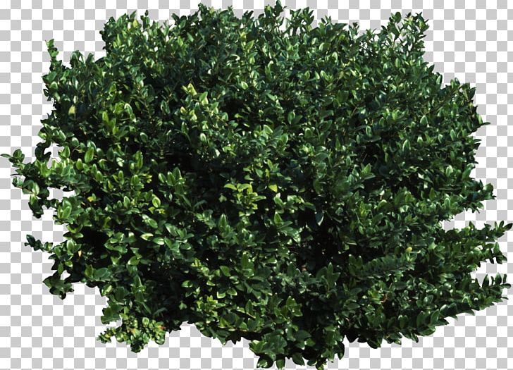 Tree Shrub Transparency And Translucency PNG, Clipart, Branch, Bushes, Clip Art, Computer Icons, Data Conversion Free PNG Download