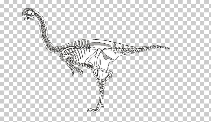 Velociraptor Dinosaur Skeleton PNG, Clipart, Ancient Time, Black And White, Bone, Cartoon, Cartoon Dinosaur Free PNG Download