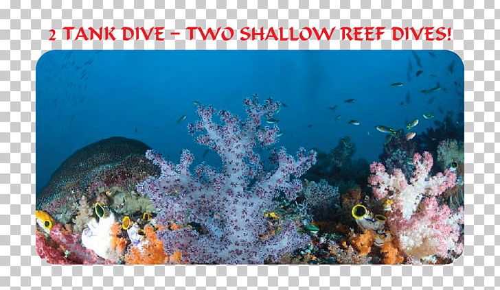 Coral Reef Fish Stony Corals Ecosystem Marine Biology PNG, Clipart, Biology, Coral, Coral Reef, Coral Reef Fish, Ecosystem Free PNG Download