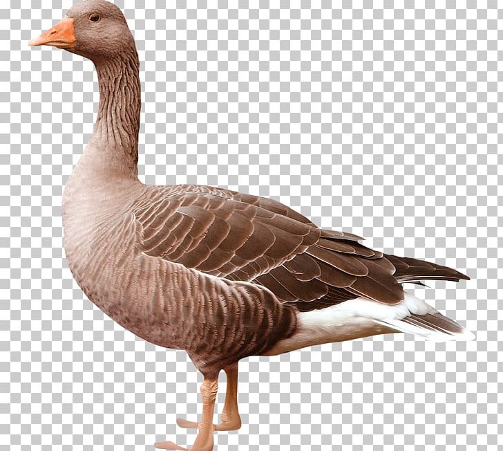 Greylag Goose Duck Bird PNG, Clipart, Animals, Anser, Beak, Bird, Computer Icons Free PNG Download