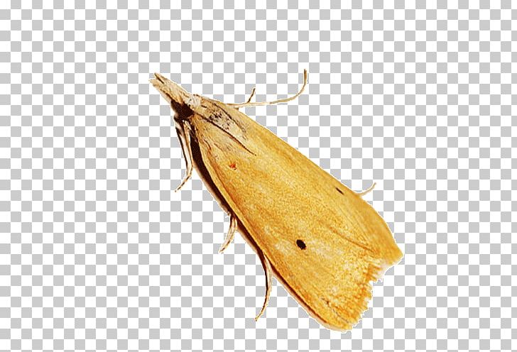 Silkworm Brown House Moth Hofmannophila Bombyx PNG, Clipart, Arthropod, Bombycidae, Bombyx, Bombyx Mori, Butterfly Free PNG Download