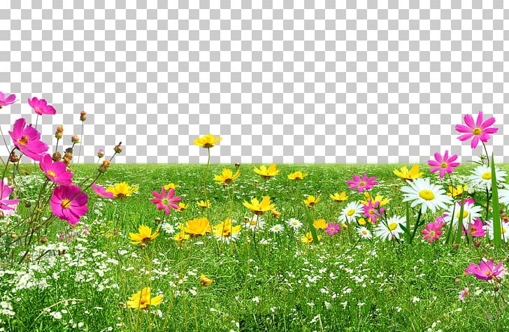 Green Meadow PNG, Clipart, Annual Plant, Cartoon, Computer Wallpaper, Cosmos, Daisy Family Free PNG Download