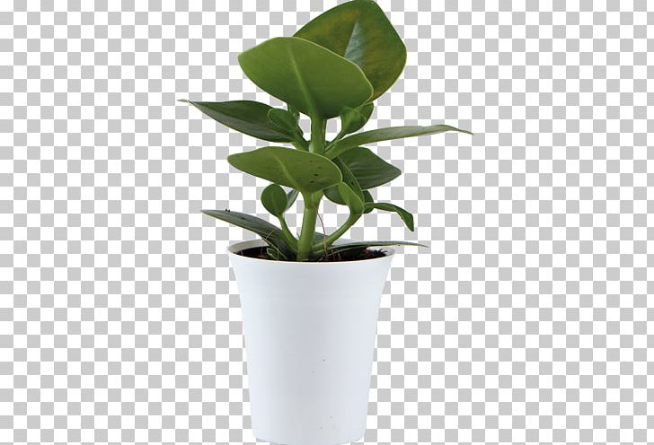 Houseplant Plants Leaf Flowerpot Plant Stem PNG, Clipart, Feeling, Flowerpot, Happiness, Houseplant, Leaf Free PNG Download