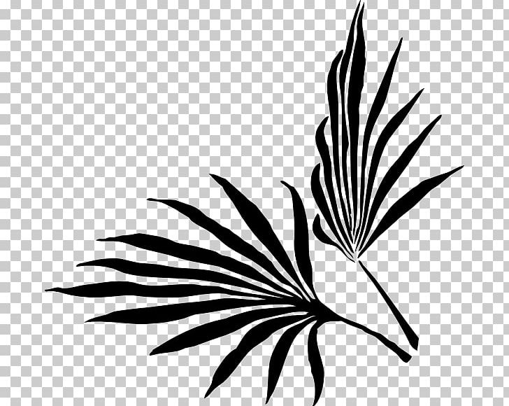 Palm Branch Palm-leaf Manuscript Arecaceae PNG, Clipart, Beak, Bird, Black And White, Branch, Easter Palm Free PNG Download