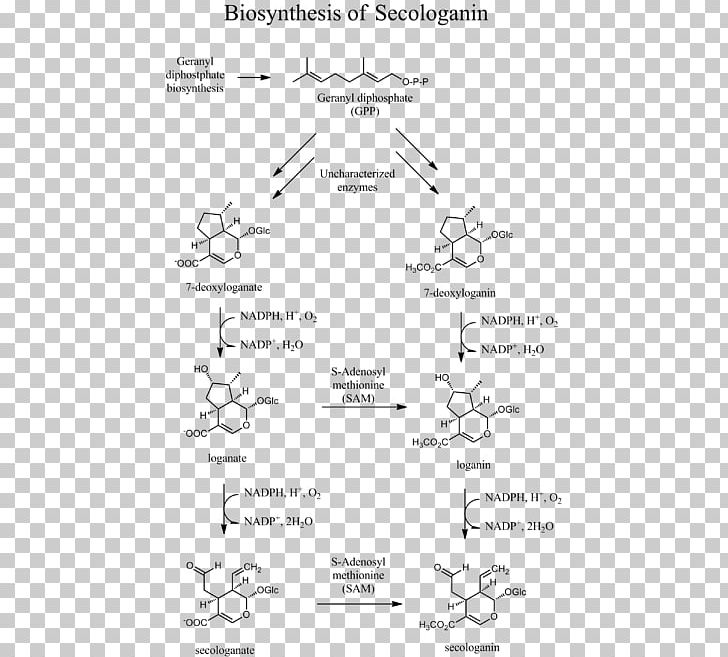 Secologanin Biosynthesis Geranyl Pyrophosphate Mevalonate Pathway Monoterpene PNG, Clipart, Alkaloid, Angle, Area, Biosynthesis, Black And White Free PNG Download
