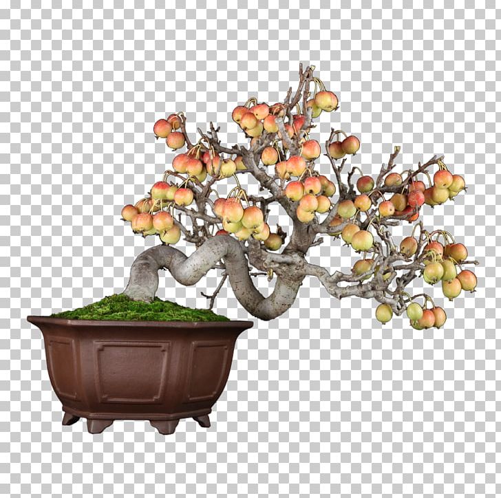 Chinese Sweet Plum Flowerpot Tree Sageretia PNG, Clipart, Bonsai, Flowerpot, Houseplant, Plant, Sageretia Free PNG Download