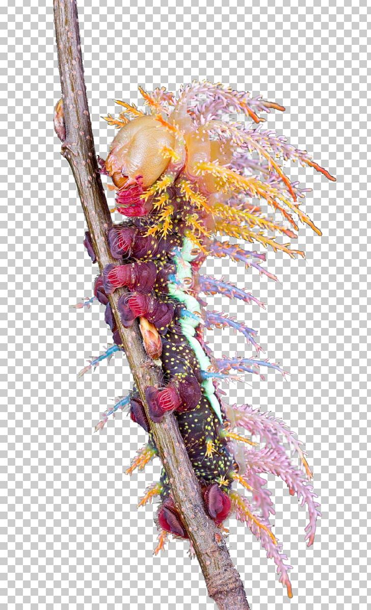 Close-up PNG, Clipart, Closeup, Insect, Organism, Others, Twig Free PNG Download