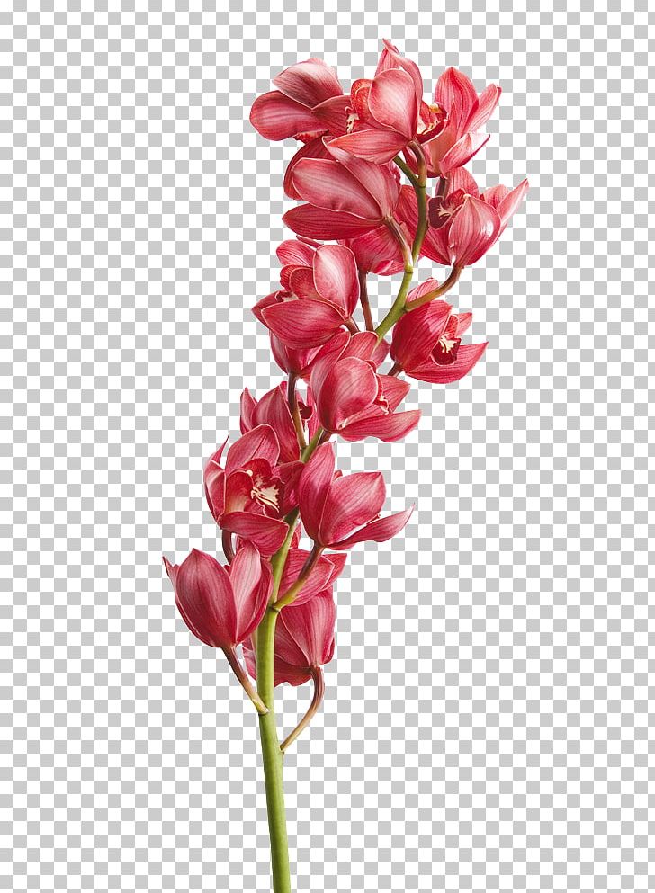 Cut Flowers Orchids Floristry Petal PNG, Clipart, 2016, Bud, Cattleya Orchids, Cut Flowers, Family Free PNG Download