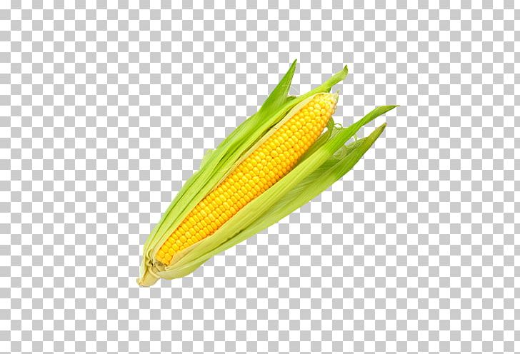 Corn On The Cob Maize GrönsaksMästarna Sverige AB Bjäre Sweet Corn PNG, Clipart, Agriculture, Butternut Squash, Commodity, Corn On The Cob, Cucurbita Free PNG Download