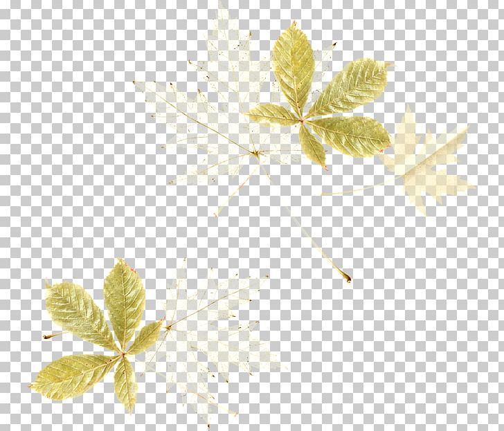 Flower Leaf Petal Plant Stem PNG, Clipart, Auglis, Autumn, Bark, Branch, Chestnut Free PNG Download