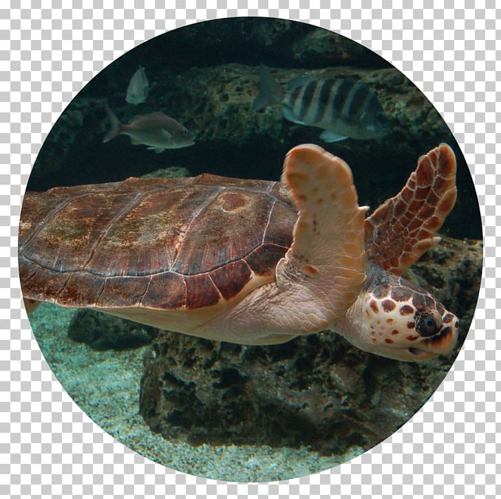 Loggerhead Sea Turtle Acuario De Gijón Georgia Aquarium Shark PNG, Clipart, Animal, Aquarium, Box Turtle, Box Turtles, Chelydridae Free PNG Download