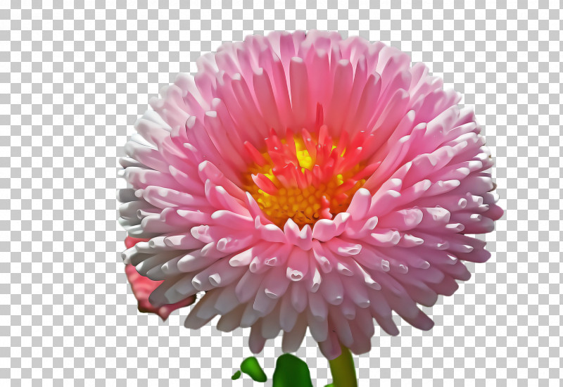 Flower China Aster Plant Pink Petal PNG, Clipart, Aster, China Aster, Cut Flowers, Flower, Gerbera Free PNG Download