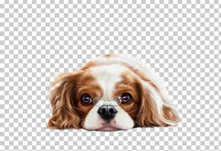 Cavalier King Charles Spaniel Puppy Dog Breed English Cocker Spaniel PNG, Clipart, Animals, Breed, Carnivoran, Cat, Cavalier King Charles Spaniel Free PNG Download