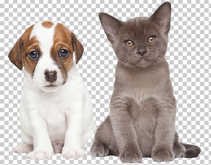 Dog Burmese Cat Birman British Shorthair Puppy PNG, Clipart, Animals, Animal Shelter, Birman, Carnivoran, Cat Free PNG Download