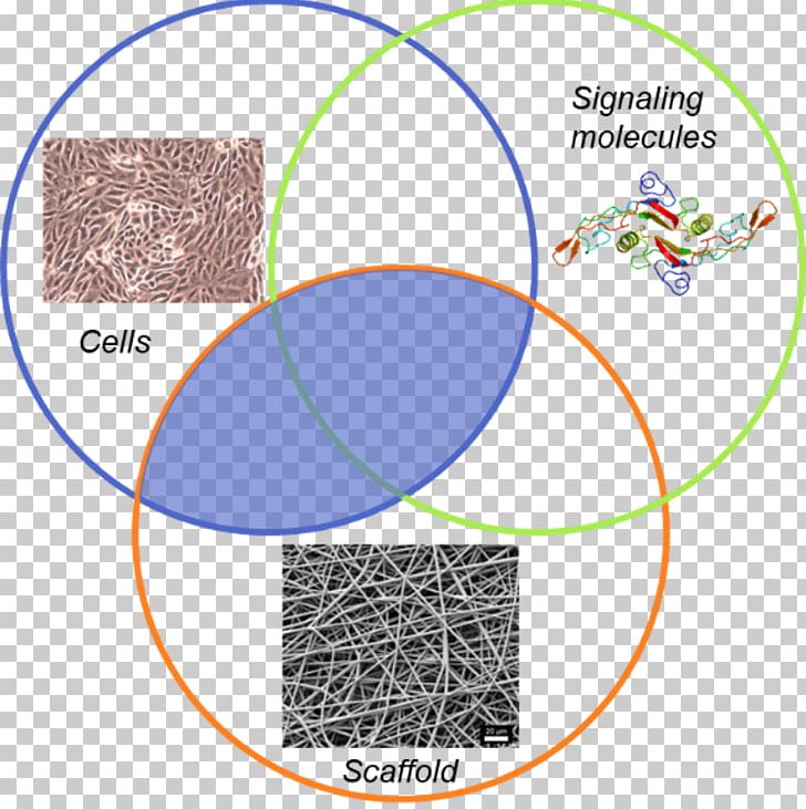 Engineering Biosensors Tissue Engineering PNG, Clipart, Angle, Area, Biology, Biosensor, Cell Free PNG Download