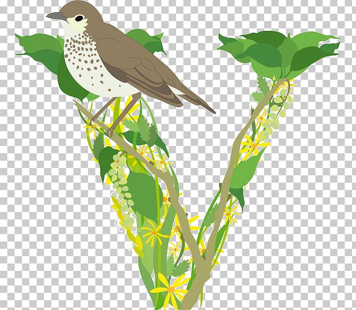 Flora Fauna Feather Beak Cuckoos PNG, Clipart, Beak, Bird, Branch, Cuckoos, Cuculiformes Free PNG Download