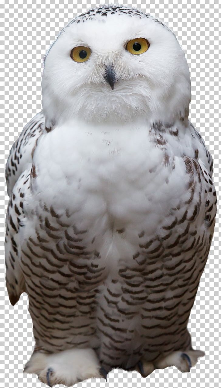 Snowy Owl Bird Of Prey Barred Owl PNG, Clipart, Animal, Animals, Barn Owl, Barred Owl, Beak Free PNG Download