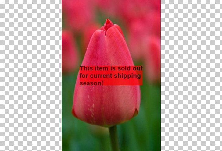 Tulip Petal Plant Stem Bud Close-up PNG, Clipart, Bud, Closeup, Closeup, Cyclamen, Flower Free PNG Download