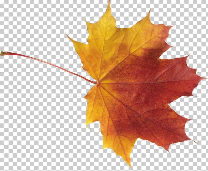 Autumn Leaf Color PNG, Clipart, Autumn, Autumn Leaf Color, Autumn Leaves, Color, Computer Icons Free PNG Download