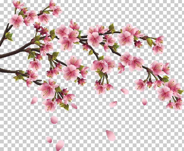 Cherry Blossom Wall Decal Sticker PNG, Clipart, Background Pink, Blossom, Branch, Cherry, Cherry Blossom Free PNG Download