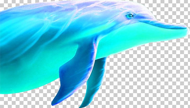 Common Bottlenose Dolphin Tucuxi Wholphin Short-beaked Common Dolphin Blue PNG, Clipart, Animals, Artworks, Blue, Christmas Decoration, Decorative Free PNG Download