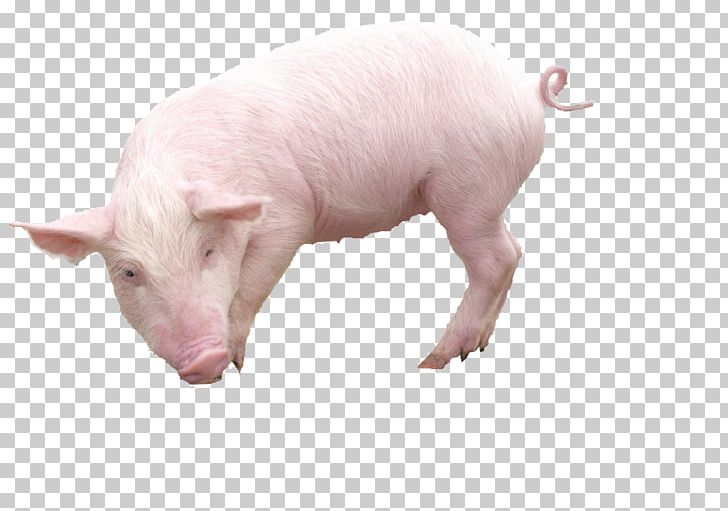 Domestic Pig File Formats PNG, Clipart, Animal, Animals, Boar, Display Resolution, Domestic Pig Free PNG Download