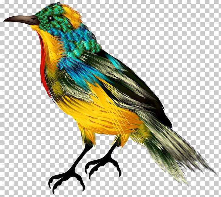 Hummingbird Desktop PNG, Clipart, Animals, Beak, Bird, Computer Icons, Desktop Wallpaper Free PNG Download