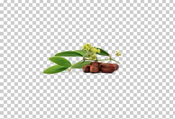 Jojoba Oil Seed Oil PNG, Clipart, Borage Seed Oil, Carrier Oil, Cosmetics, Essential, Essential Oil Free PNG Download