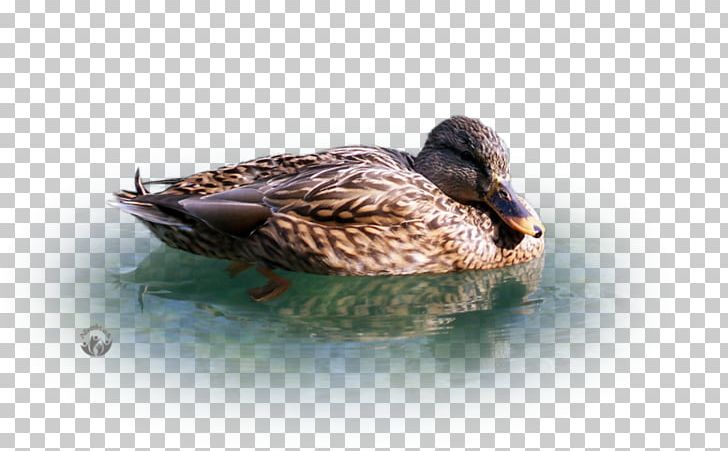Mallard Duck Fauna Beak Feather PNG, Clipart, Animals, Beak, Bird, Duck, Ducks Geese And Swans Free PNG Download
