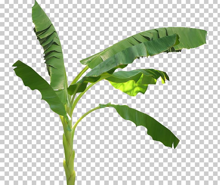 Leaf Others Plant Stem PNG, Clipart, Animation, Banana Leaf, Download, Encapsulated Postscript, Leaf Free PNG Download