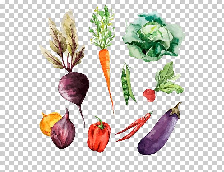 Root Vegetables Watercolor Painting Drawing PNG, Clipart, Diet Food, Flower, Food, Food Drinks, Fruit Free PNG Download