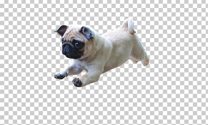 Pug Puppy Dog Breed Companion Dog Pekingese PNG, Clipart, Animals, Breed, Carnivoran, Companion Dog, Cynology Free PNG Download