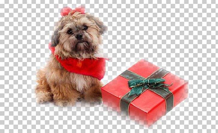 Shih Tzu Shih-poo Puppy Santa Claus Pet PNG, Clipart, Animals, Bark, Breeders, Carnivoran, Christmas Free PNG Download