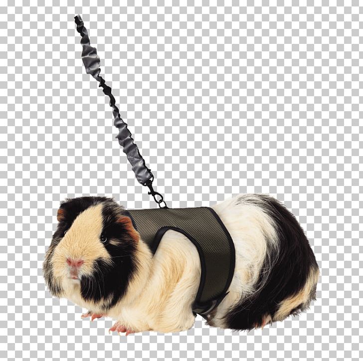 Guinea Pig Ferret Dog Harness Leash PNG, Clipart, Animal, Animals, Cat, Comfort, Dog Free PNG Download