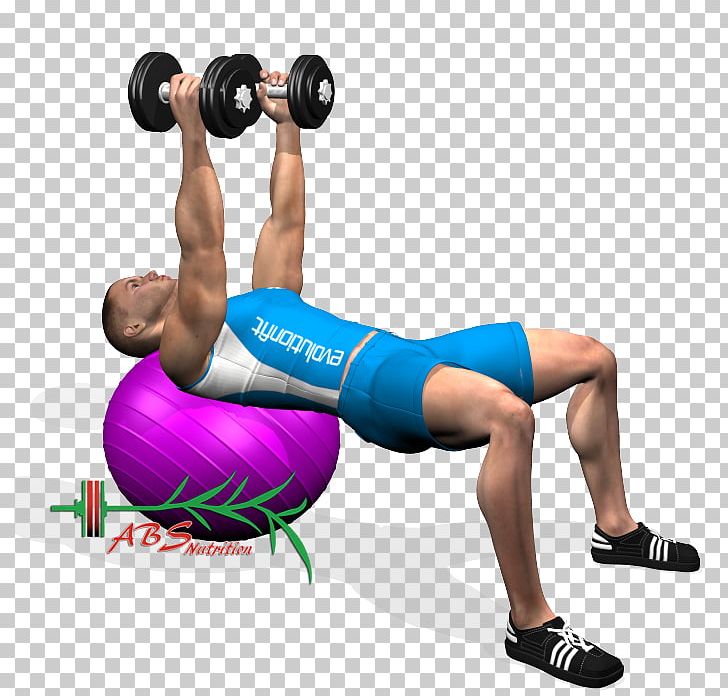 Weight Training Triceps Brachii Muscle Dumbbell Dip Bench Press PNG, Clipart, Abdomen, Arm, Balance, Barbell, Bench Free PNG Download