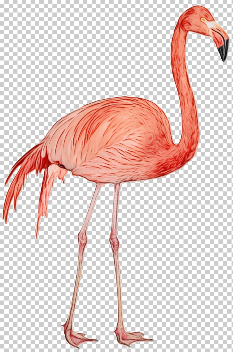 Flamingo PNG, Clipart, Flamingo, Greater Flamingo, Paint, Watercolor, Watercolor Painting Free PNG Download