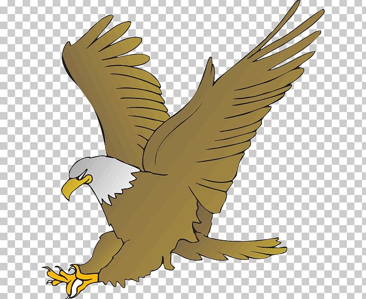 Bald Eagle Golden Eagle PNG, Clipart, Accipitriformes, Animals, Bald Eagle, Beak, Bird Free PNG Download