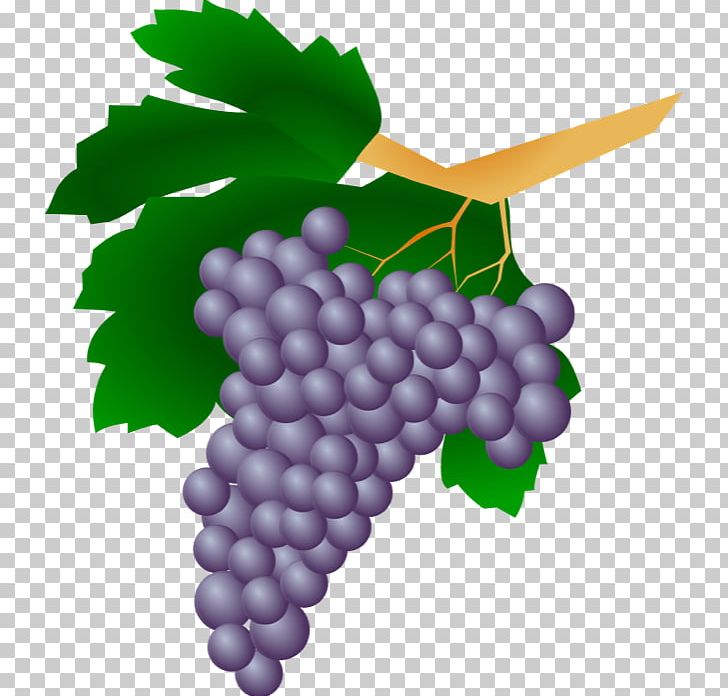 Common Grape Vine Straw Wine Grappa PNG, Clipart, Common Grape Vine, Flowering Plant, Food, Fruit, Grape Free PNG Download