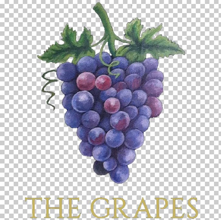 Common Grape Vine Wine Grapes Sultana PNG, Clipart, Artisau Garagardotegi, Beer, Bilberry, Common Grape Vine, Drink Free PNG Download