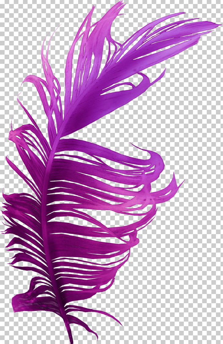 Feather Bird Purple Violet Color PNG, Clipart, Animals, Bird, Blue, Blue Rose, Color Free PNG Download