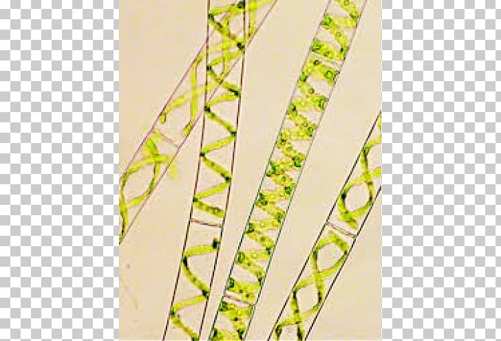 Green Algae Water Silk Chlorella Unicellular Organism PNG, Clipart, Algae, Angle, Arthrospira Platensis, Biological Value, Biology Free PNG Download