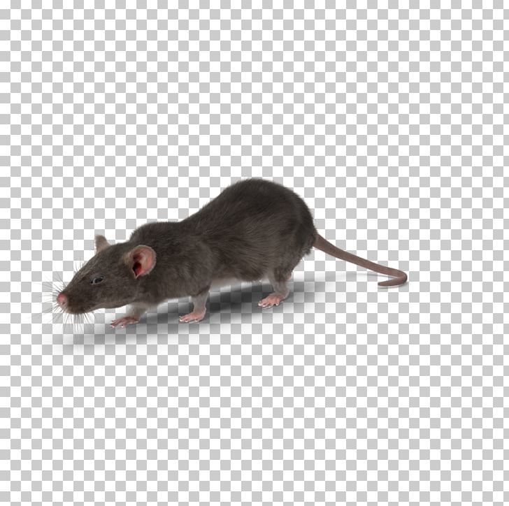 Mouse Gerbil Rodent Rat Pest Control PNG, Clipart, Animals, Bait, Bat, Bird, Black Rat Free PNG Download