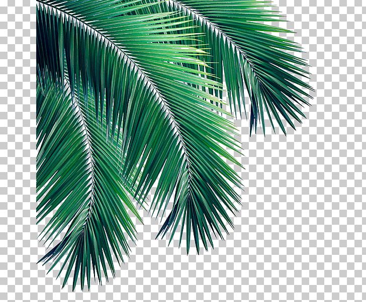 Stock Photography Arecaceae PNG, Clipart, Arecaceae, Arecales, Borassus Flabellifer, Date Palm, Depositphotos Free PNG Download