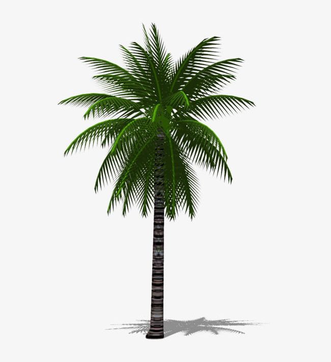 A Palm Tree 3d PNG, Clipart, 3d Clipart, 3d Clipart, A Clipart, Free, Free Stock Png Free PNG Download