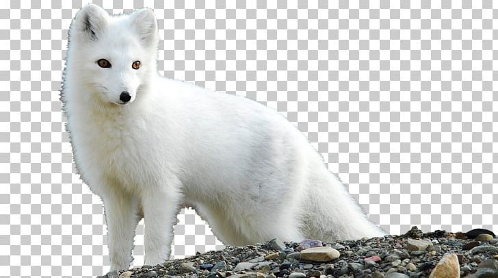 Arctic Fox Desktop Tundra PNG, Clipart, Adaptation, Alopex, Animals, Arctic, Arctic Fox Free PNG Download