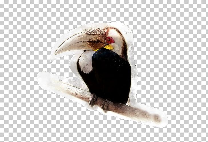 Beak Tropical Rainforest Tropics Bird Stock Photography PNG, Clipart, Animal, Animals, Beak, Bird, Cosmetics Decorative Material Free PNG Download