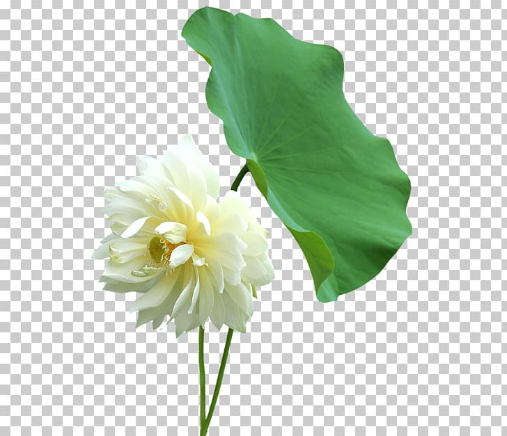 Nelumbo Nucifera Leaf Cut Flowers Petal PNG, Clipart, Aquatic Plant, Artificial Flower, Flower, Flowering Plant, Flowers Free PNG Download