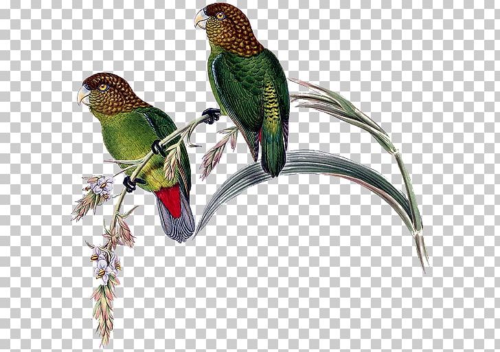 Budgerigar Bird Macaw Madarasz's Tiger Parrot PNG, Clipart, Bird, Budgerigar, Macaw Free PNG Download
